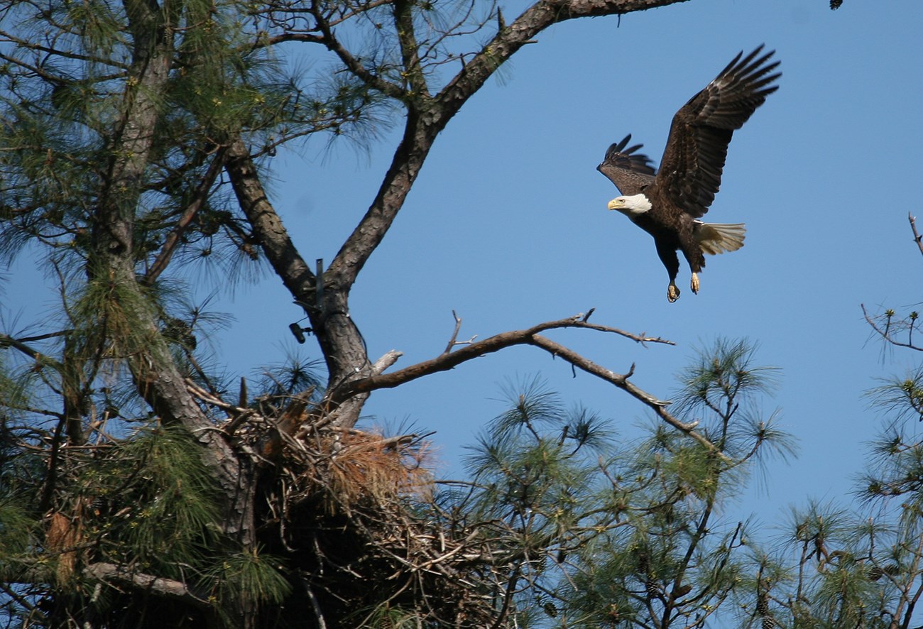 A bald eagle attempts to land on a nest high in a pine tree