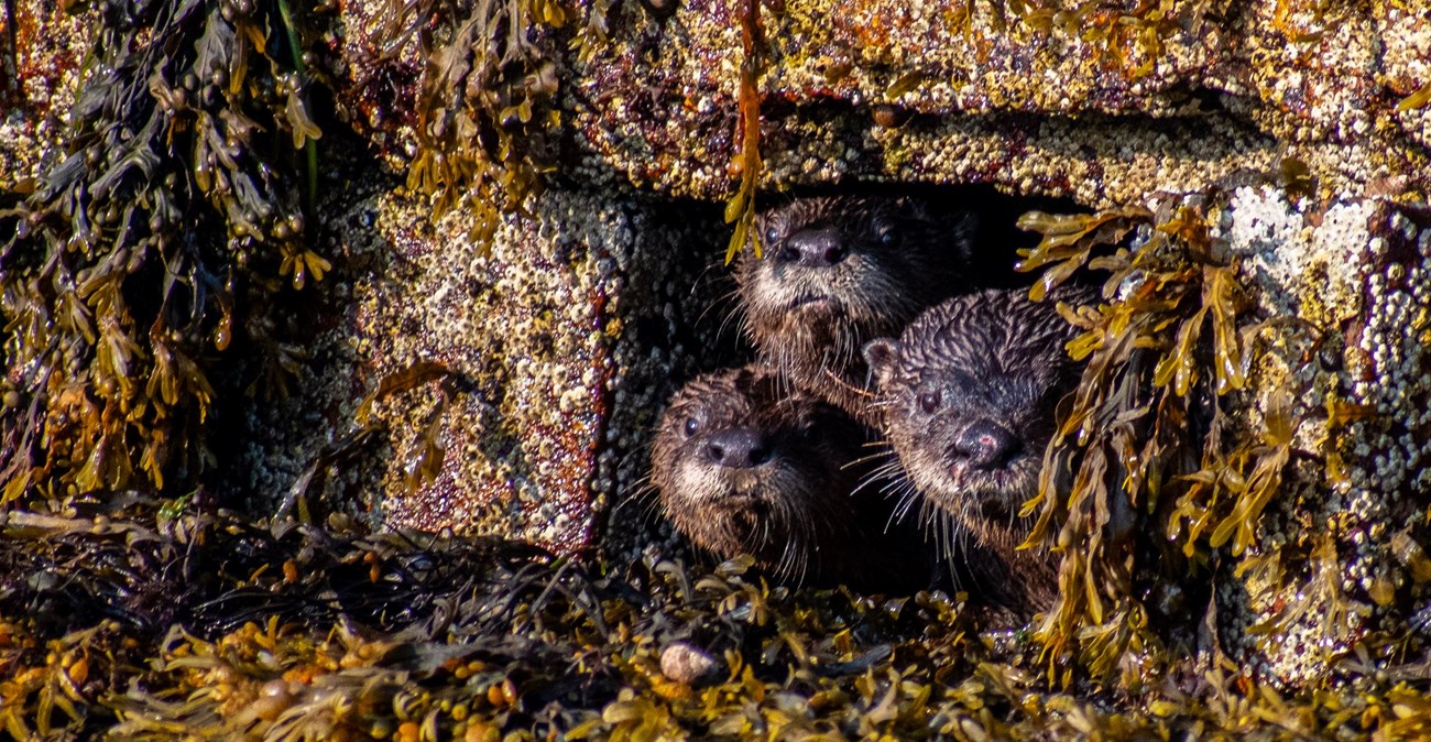 Three sea otters look the entrance of a den along a shoreline