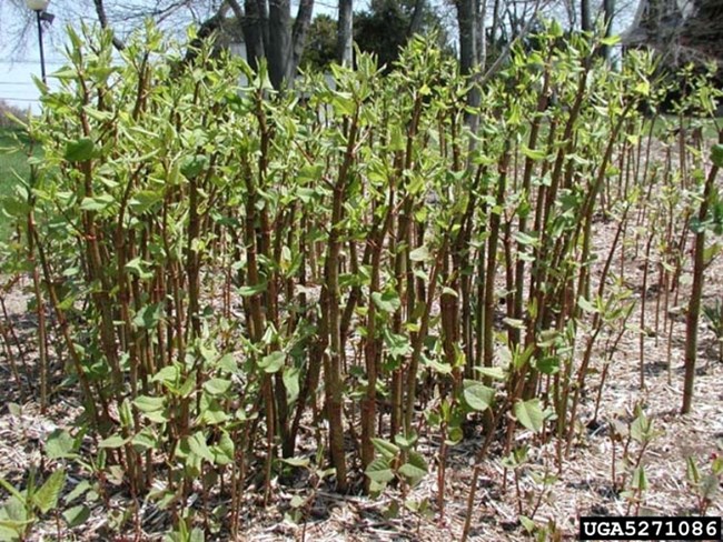 UGA image Knotweed thicket