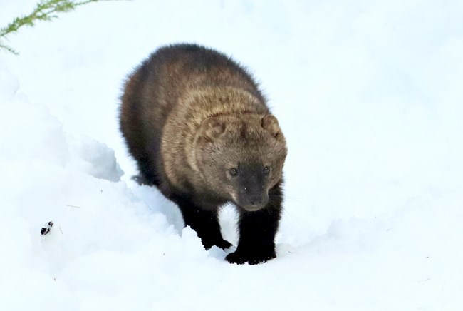 A fisher (a small-to-medium sized, four-legged, brownish-black mammal with a slender body) walks through the snow.
