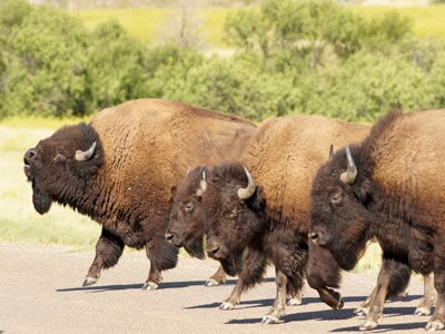 Four bison marching together seemingly in unison next to one another, the one farthest away with its head in the air as if bellowing