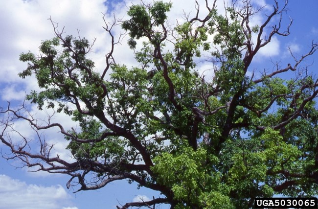 Looking up into a mature oak canopy with some empty and some leafy branches.