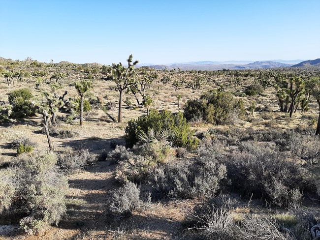 A dry, desert landscape at Joshua Tree National Park filled with desert shrubs and Joshua trees. In the background are rolling dry desert hills and a hazy blue sky.