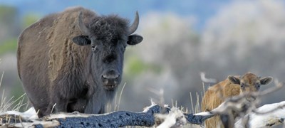 Bison and calf peer over a downed tree and other natural debris