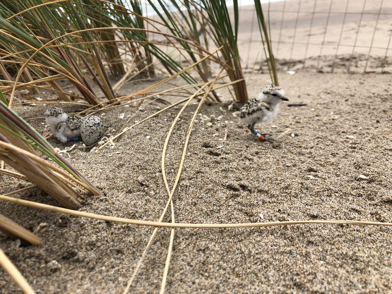 A tiny, newly hatched shorebird ventures a few inches away from its sibling and an unhatched egg, inside a wire exclosure.