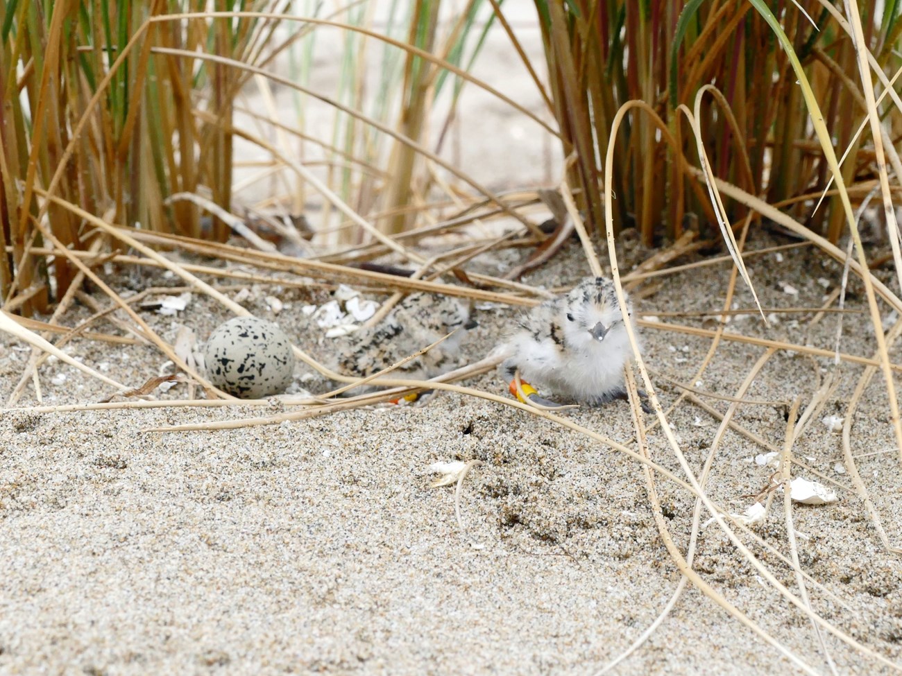 Western snowy plover hatchlings on Kehoe Beach Two tiny, fuzzy chicks and a speckled egg are well camouflaged in their shallow, sandy nest beneath blades of grass