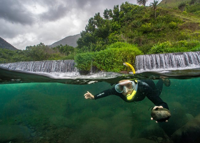 A snorkeler with a yellow mouthpiece poses for a photo in clear green water while holding round a round snail the size of their hand. In the background is a small waterfall, luscious green forests, and a cloudy sky.