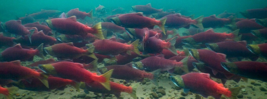 Sockeye salmon in spawning colors.