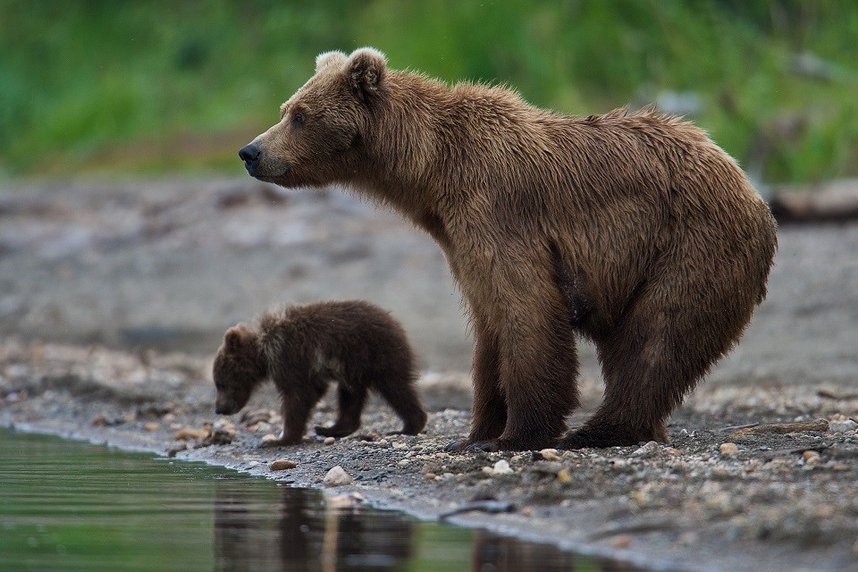 Mother bear and cub standing on a river bank