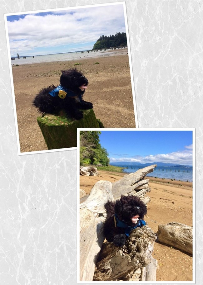 toy dog on a beach