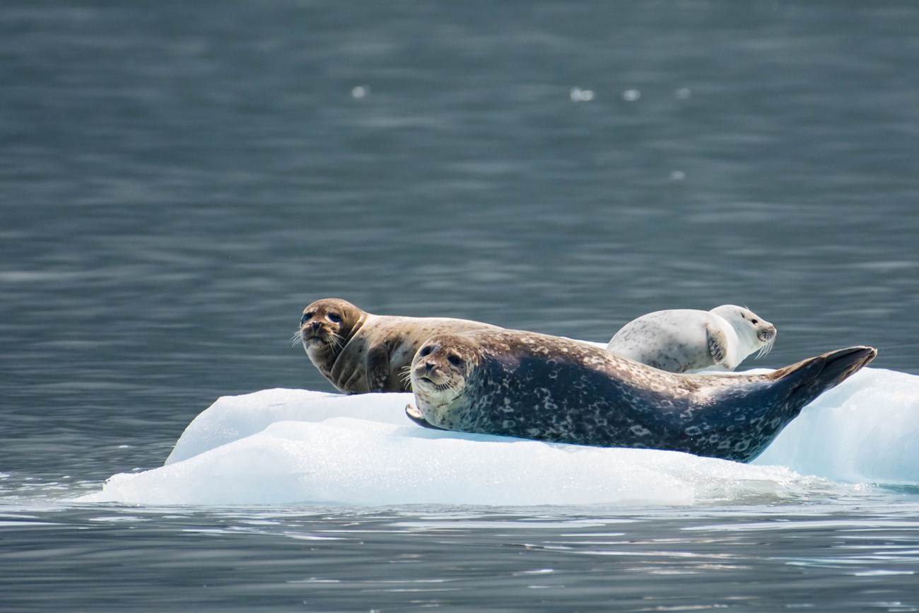 Harbor seals on floating glacial ice