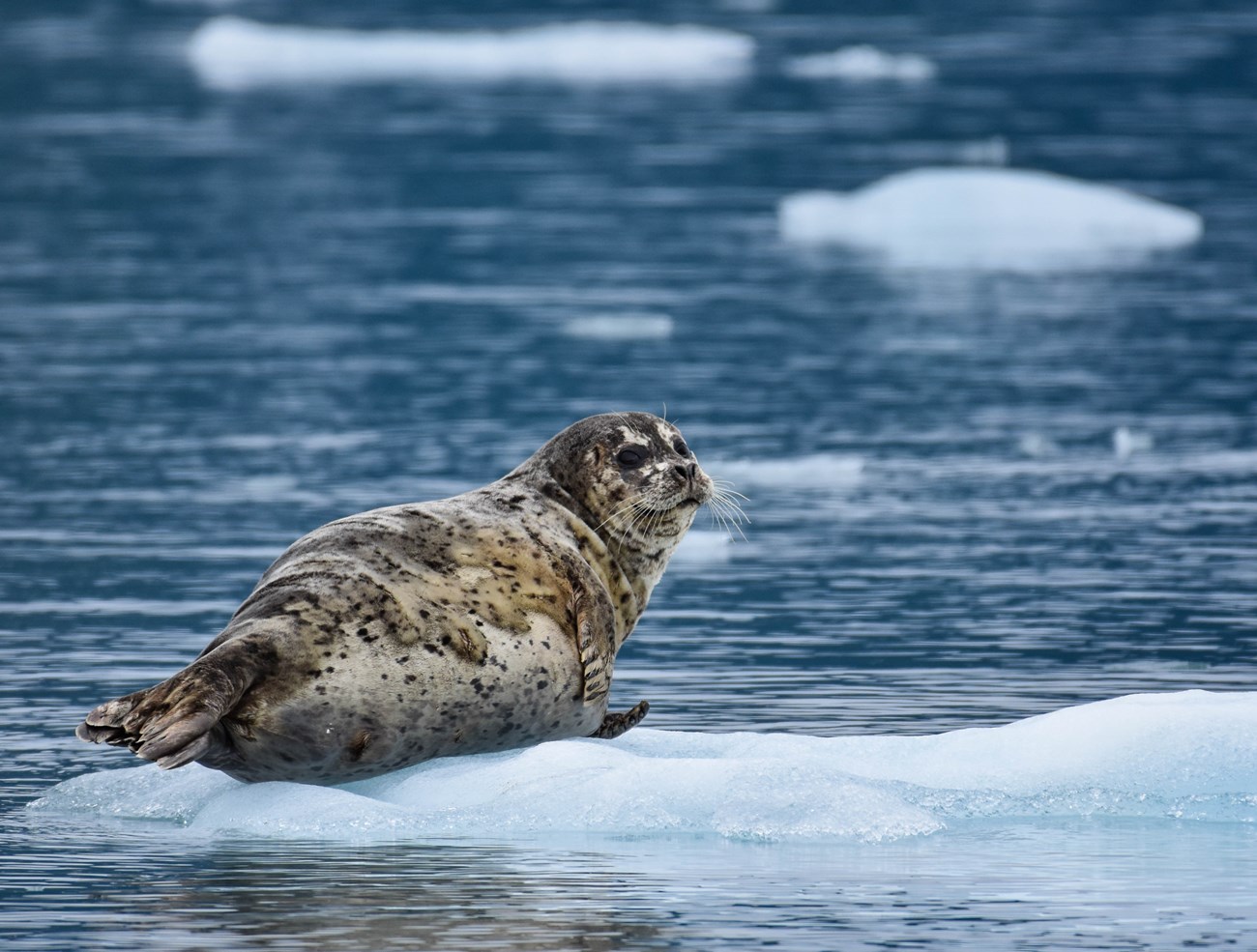 Harbor seal resting on ice floating in water