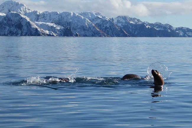 Sea lions swim in open water.
