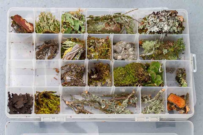 A fly box containing different species of lichen in each cup.