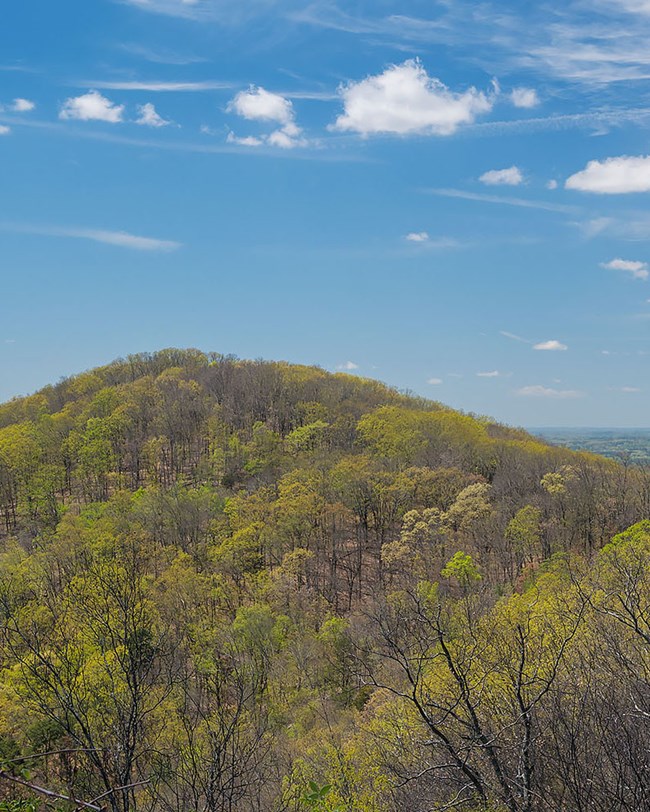 mountain with trees