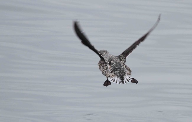 A Kittlitz's Murrelet in flight.