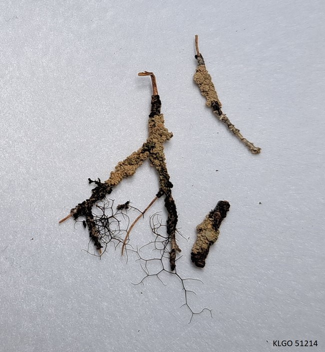 A crusty, tan lichen covers a small branch. A crusty, tan lichen covers a small branch.