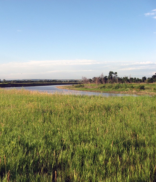 A calm, winding river beyond a field of grass. The river is sparsely lined with trees.