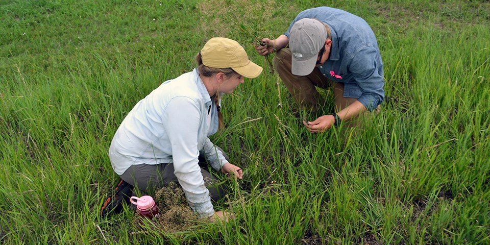 Two people crouching in the grass holding plants and looking at them carefully.
