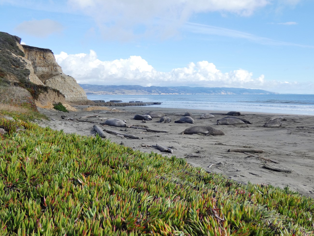 Beach backed by steep bluffs and occupied by a lose cluster of elephant seals.