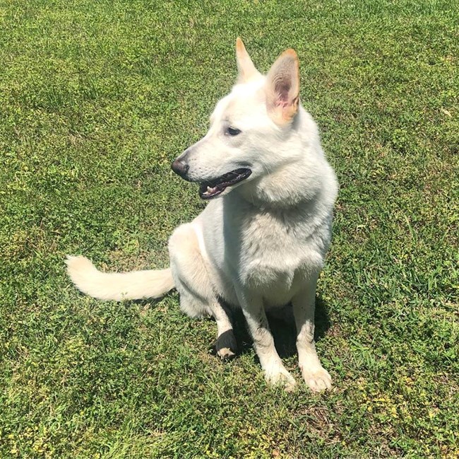 A sitting white German Shepherd Dog