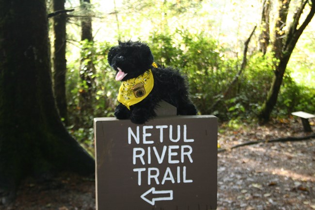 toy dog near trail