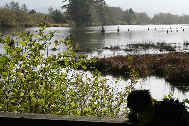 toy dog near river