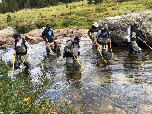 A group of biologists in a water body with electrofishing backpacks.