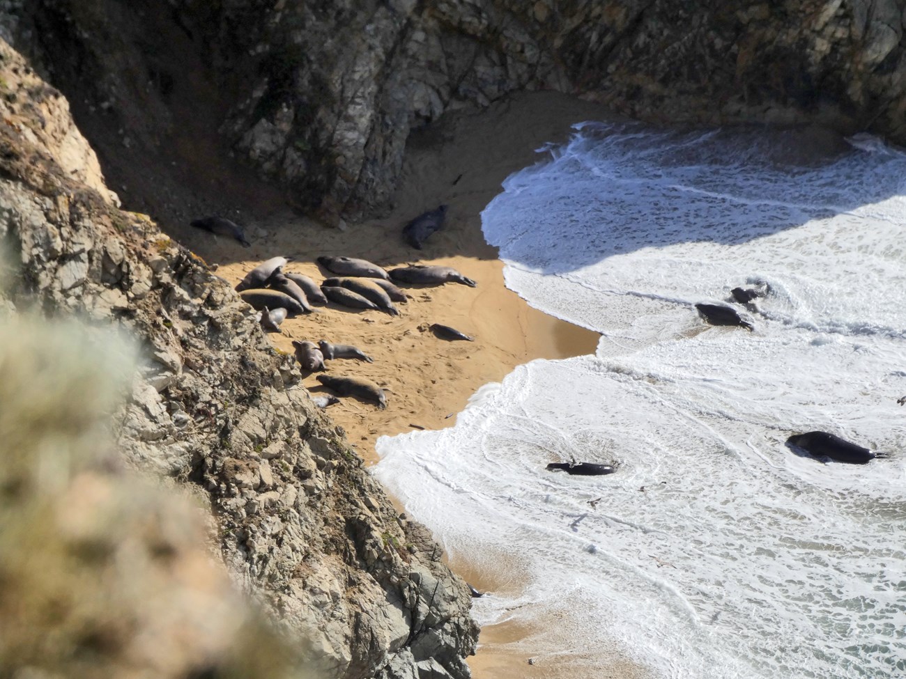 Waves wash up towards a group of seals on beach hemmed in by steep cliffs.