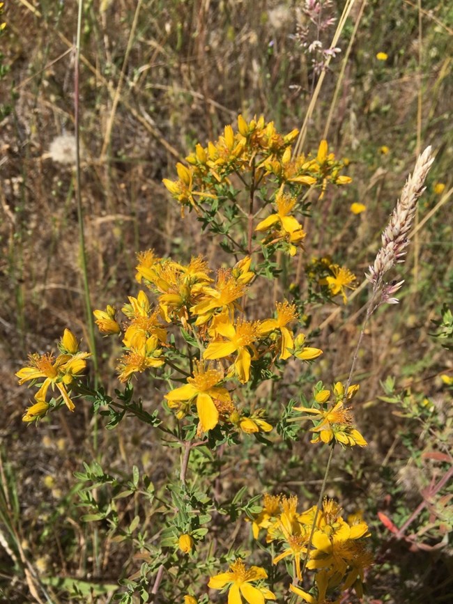 Klamathweed plant, with numerous blooming yellow flowers on branches covered in numerous smaller, sage-colored leaves.