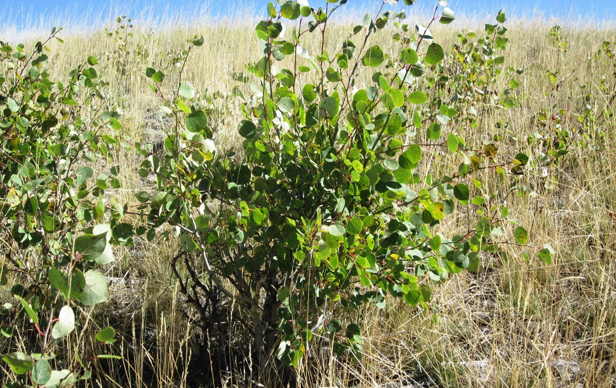 Figure 1. The sprouting of new shoots each year, coupled with the continual hedging by elk, give aspen their shrub-like appearance.