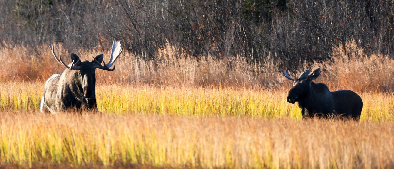 Two bull moose in a wetland in fall