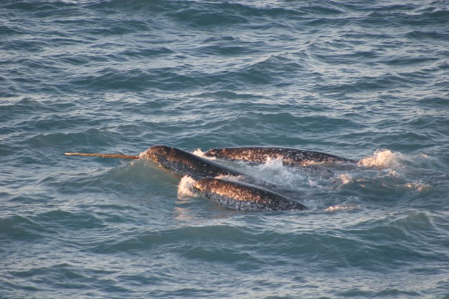 Three tusked narwhals on the surface of the ocean