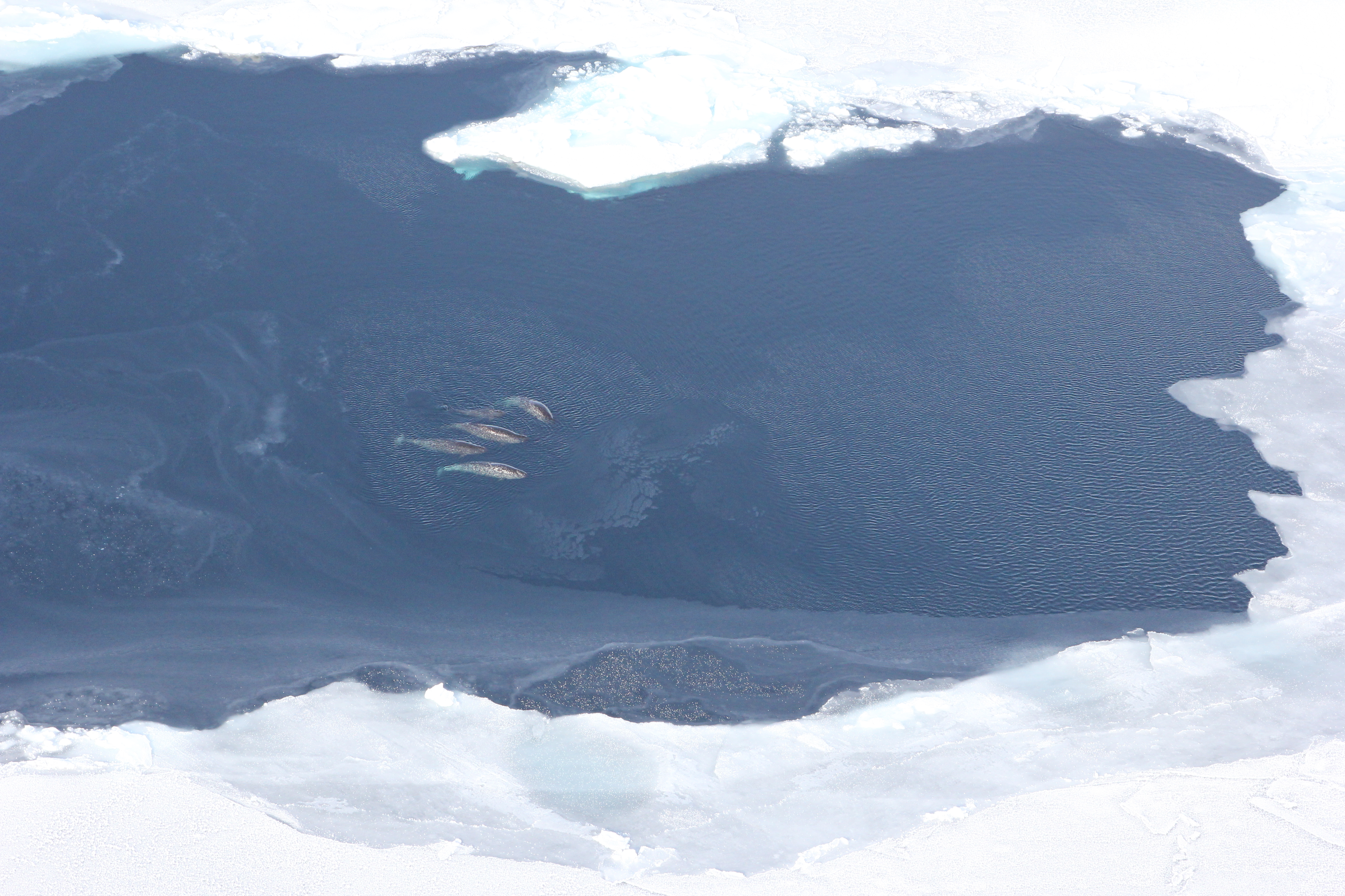 Ледовитый океан дно. Дно Северного Ледовитого океана. Северный Ледовитый океан из космоса. Дно Северного Ледовитого океана фото. Северный Ледовитый океан вид из космоса.