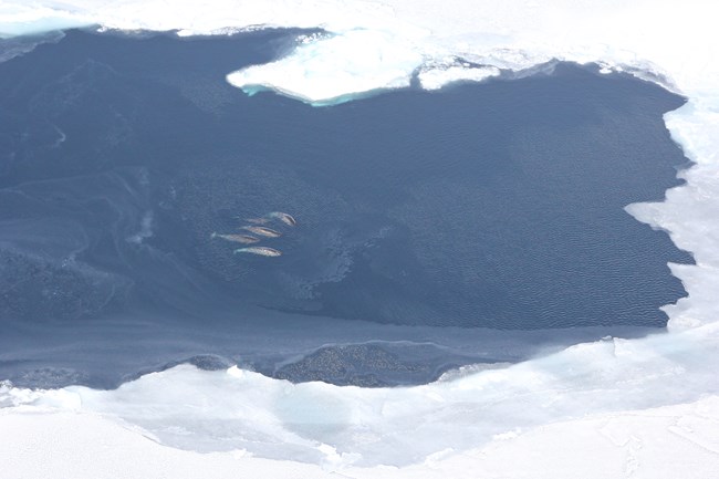 Aerial image of narwhals clustered together surrounded by sea ice.
