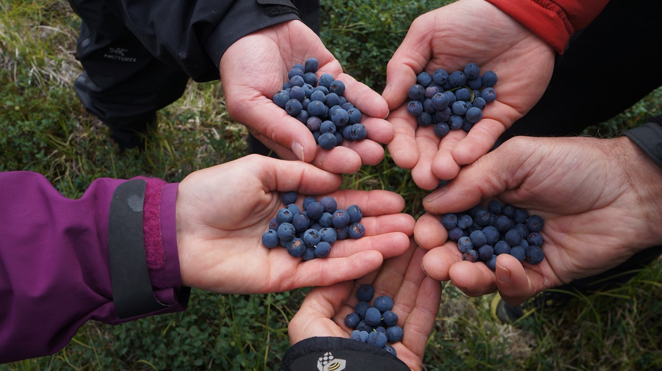 Five hands holding blueberries