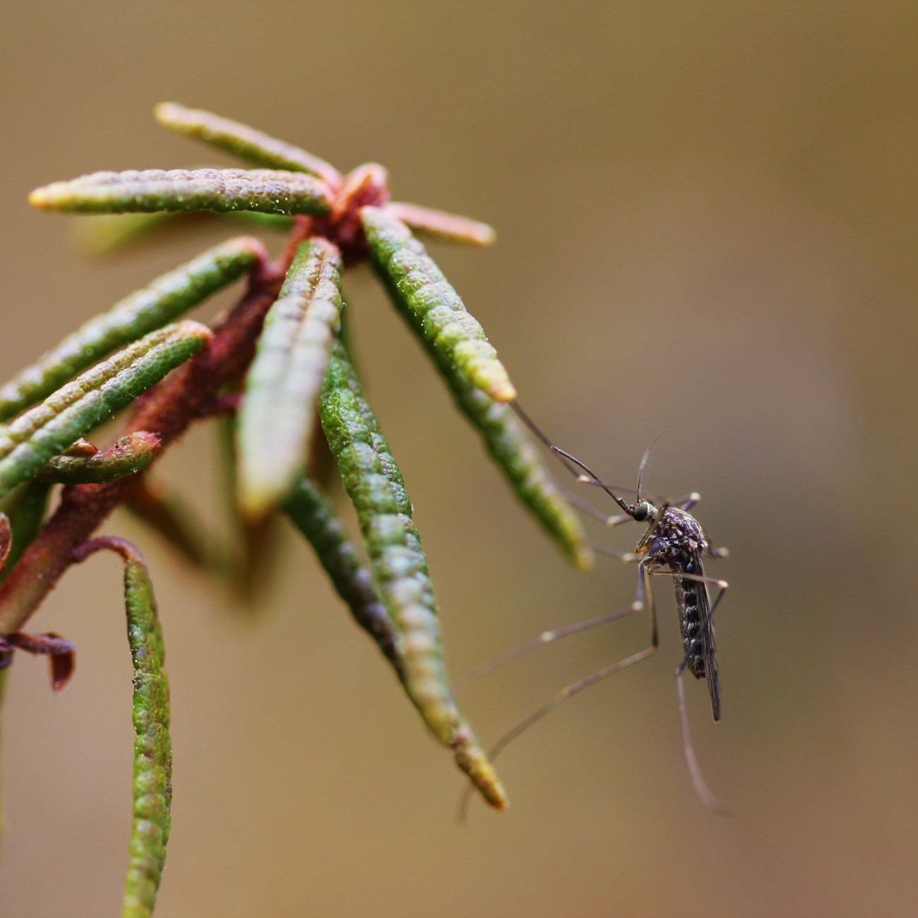 Be sure to bring bug nets or protective clothing to avoid mosquito bites while exploring the wild Alaskan terrain. Image of a mosquito on vegetation.