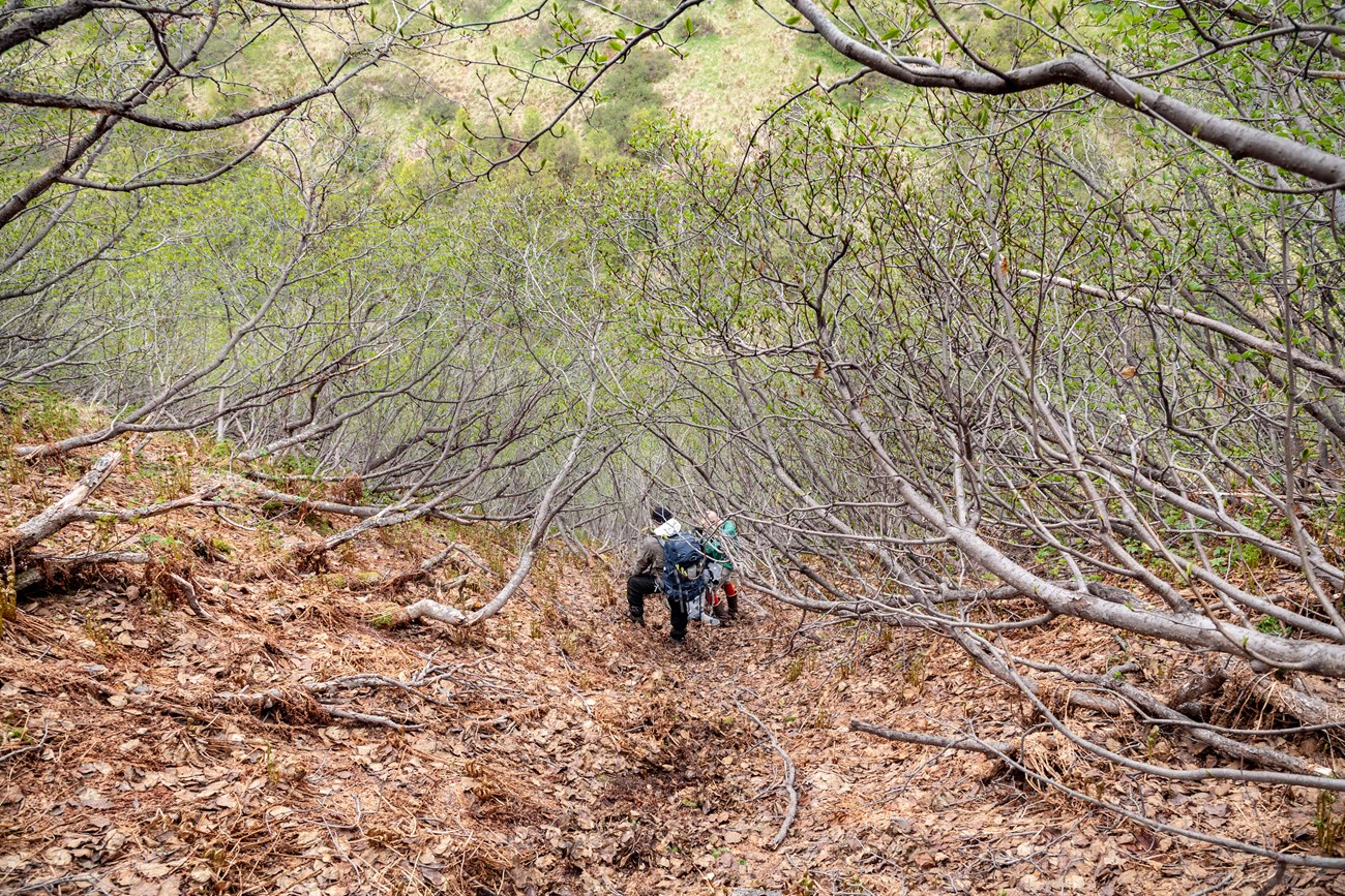 Alder Chute along the Telaquana Route Image of backpackers scrambling up a steep slope surrounded by low lying vegetation.