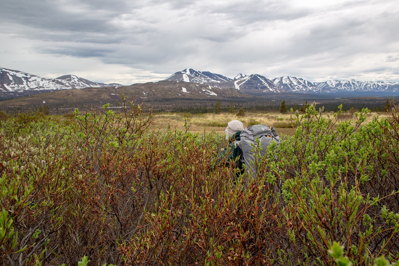 Image of backpacker going through thick brush with mountains in the background.