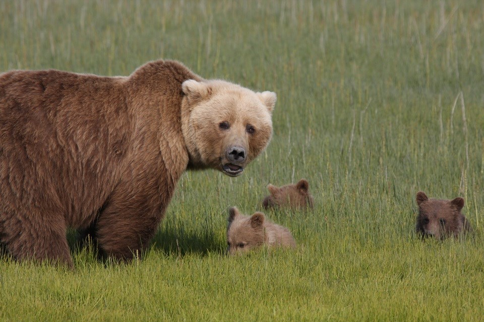 Brown Bears - Lake Clark National Park & Preserve (U.S. National Park  Service)