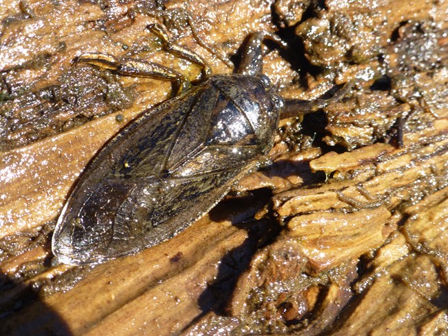 Brown, oval-shaped, flattened bug with three pairs of legs, resting on a wet log.