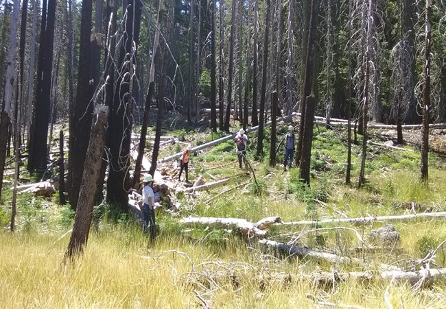 A youth crew from the Susanville Indian Rancheria in Northeast California assists with bull thistle removal in Lassen Volcanic National Park. NPS Photo