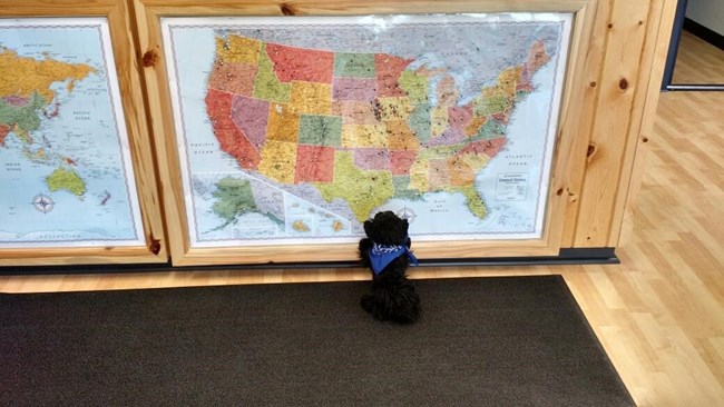LC3 Toy dog looking at a map