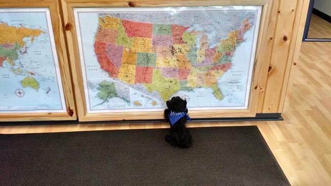 Toy dog looking at a map