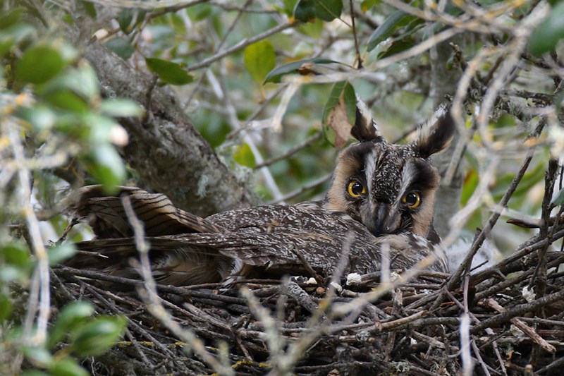Owl with long ear-tufts sitting on a nest
