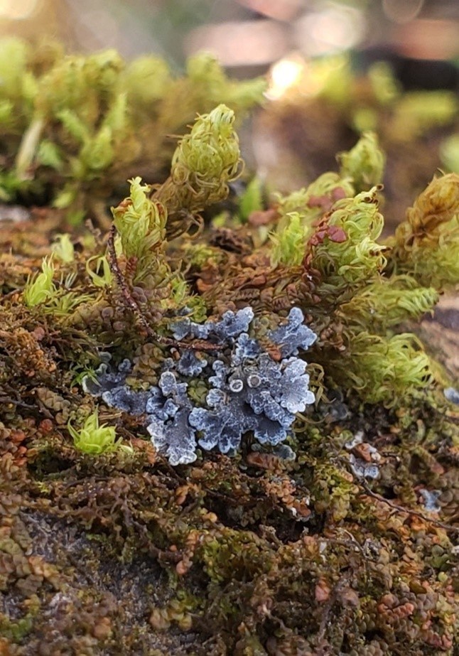 A rare lichen species, Pannaria rubiginosa, found on a willow.