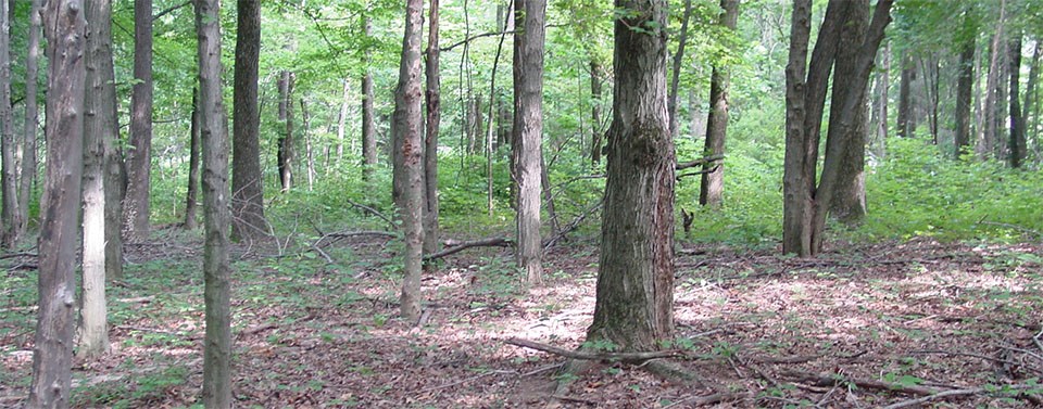 Forest landscape photo at Lincoln Boyhood National Memorial.