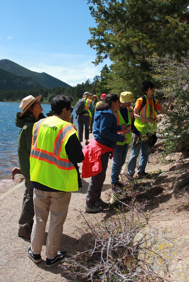 Students, wearing safety vests, and park staff look up towards the trees.