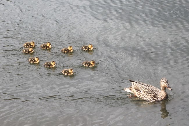 LL_ducklings2 Female mallard on the water, followed by nine ducklings