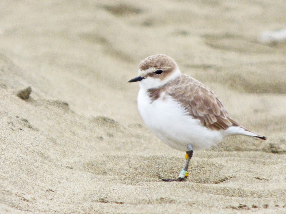 Plover with leg bands Snowy plover standing in the sand, with colored bands visible on both of its legs